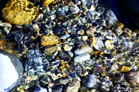 Coastal Stones in The Tidal River Bed