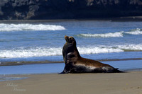 Sea Lion on The Beach