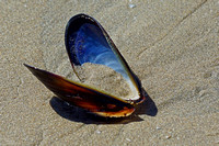 Mussel Shell