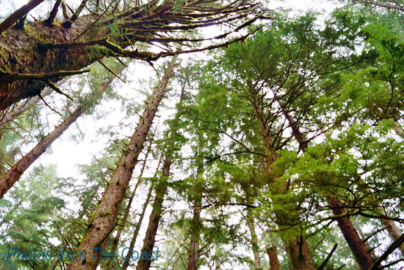 Oregon Coast Trees