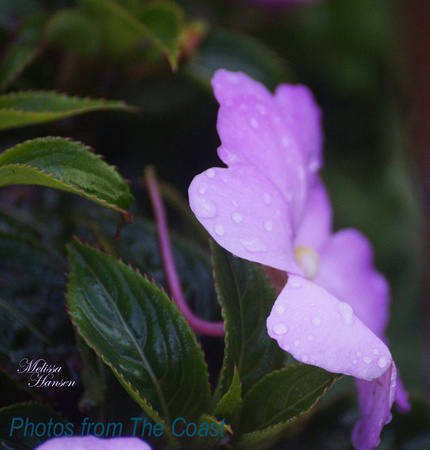 Rain on A Pale Pink Spring Flower