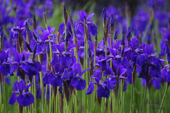 Amazing Blue Iris
