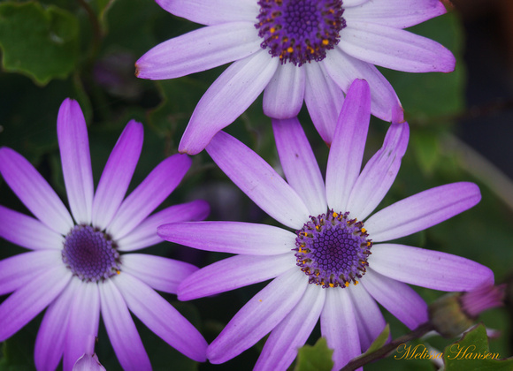 3 Purple Flower Faces