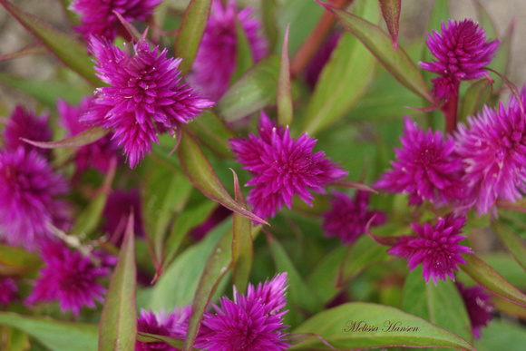 Spikey Purple Flowers