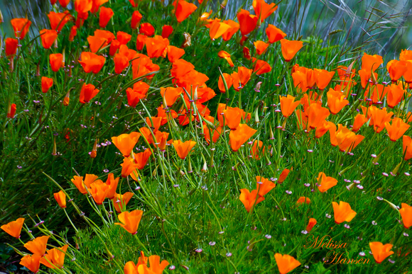 Orange Flowers of Spring