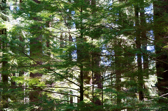 Oregon Coast Forest