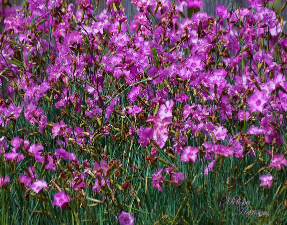 Tangle of Delicate Purple Flowers