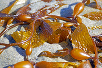 Seaweed in The Sand