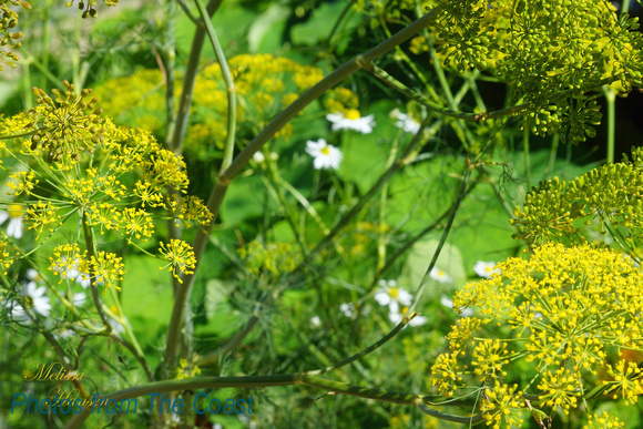 Dill in The Garden