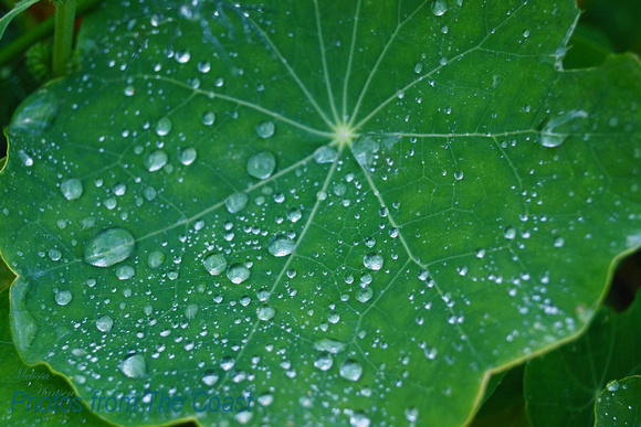 Nasturtium Leaf with Raindrops