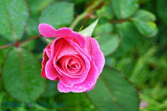 Soft, Fragrant Rose Petals
