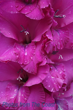 Rain on A Gladiolus