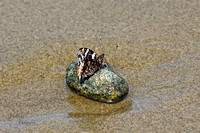 Butterfly on The Beach