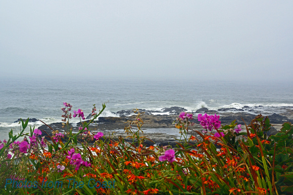 Ocean Wildflowers
