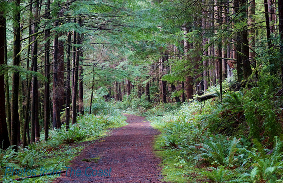 Magical Oregon Coast Forest Path