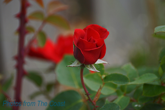Beautiful Red Rose Bud